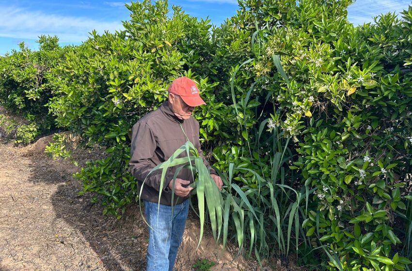  AVA-ASAJA alerta de l’expansió sense control de canyes invasores arrossegades per la DANA als camps de cultiu