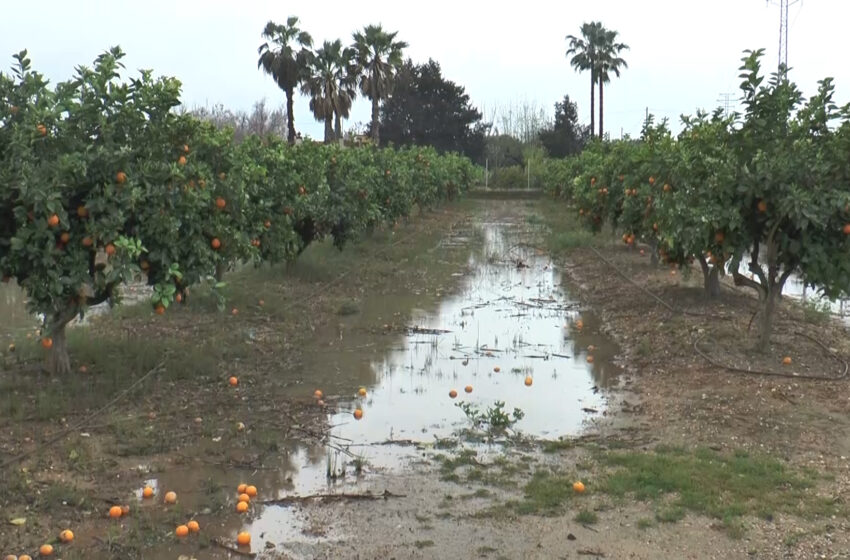  AVA-Asaja exigeix assegurances agràries adaptades al canvi climàtic després de l’episodi de granís