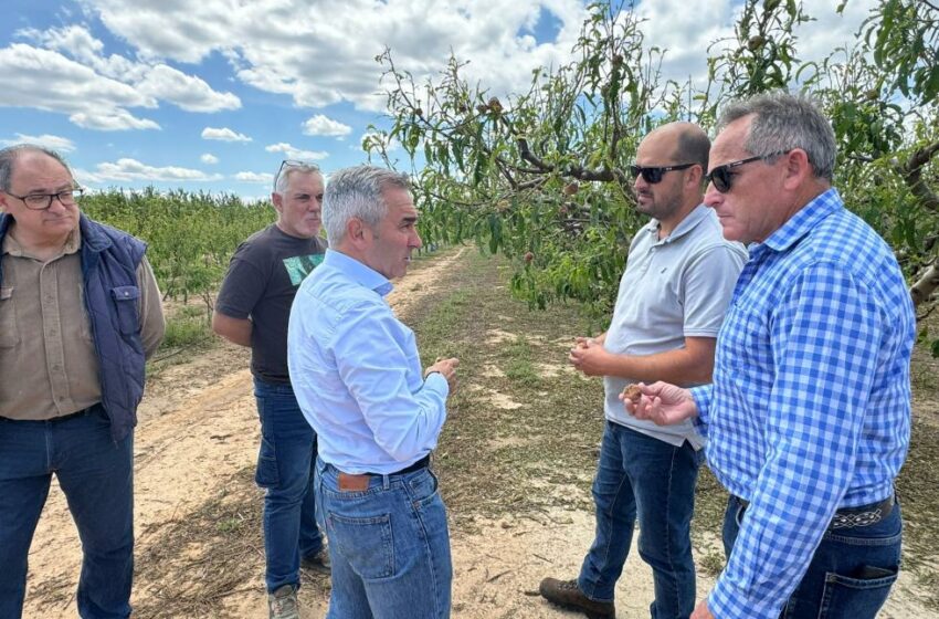  Barrachina insta a declarar zona catastròfica els municipis afectats pel granís a Los Serranos