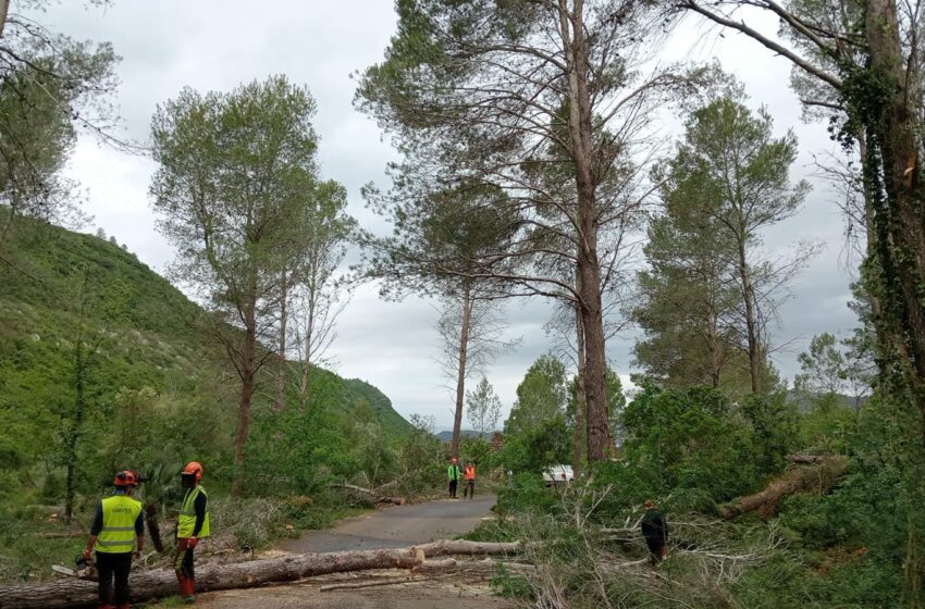  Comencen les tasques de prevenció d’incendis a l’entrada de la Casella d’Alzira
