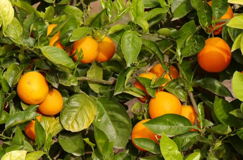  Intercitrus proposa una extensió de norma per impulsar la citricultura espanyola