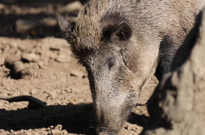  La Unió reclama a la Generalitat ajudes per a reduir la sobrepoblació de fauna en el camp valencià