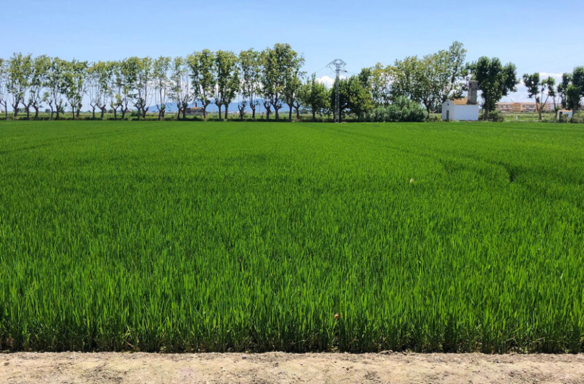  AVA-ASAJA demana al Parlament Europeu que incloga la clàusula automàtica de l’arròs en el pròxim tríleg