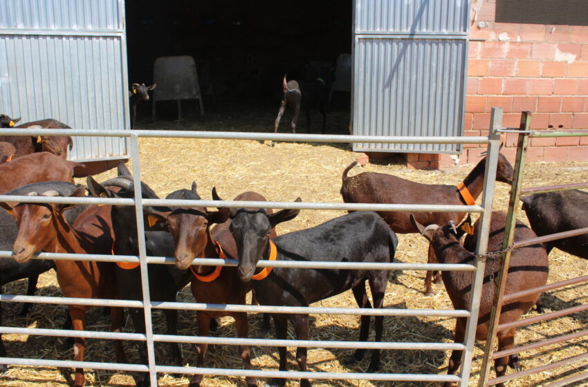 LA UNIÓ denuncia que han desaparegut el 40% de les granges d’oví i caprí de llet en només cinc anys a la Comunitat Valenciana