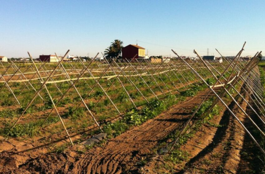 Agricultura amplia en 860.000 euros les ajudes a les figures de qualitat diferenciada agroalimentària de la Comunitat Valenciana