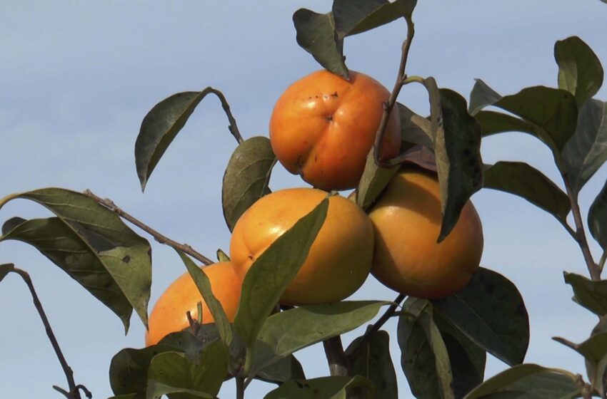  La Unió alerta d’una caiguda del 14% en els perceptors de la PAC a la Comunitat Valenciana