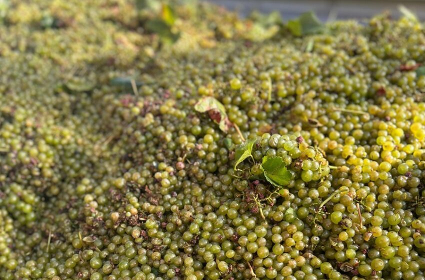  Els viticultors de Requena alerten d’una “estratègia especulativa” que pretén abaratir la uva a la meitat del preu