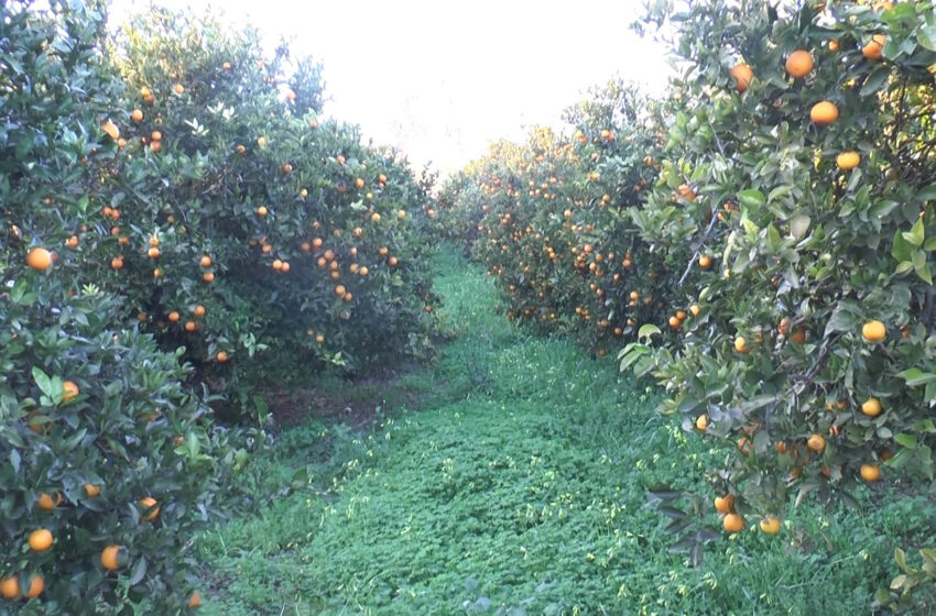  LA UNIÓ alerta del perjudici de l’acord UE-Mercosur per al camp valencià