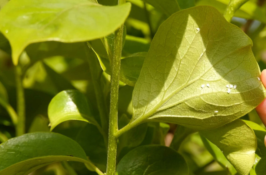  La cooperativa alzirenya alera de la mosca blanca a este mes de setembre.