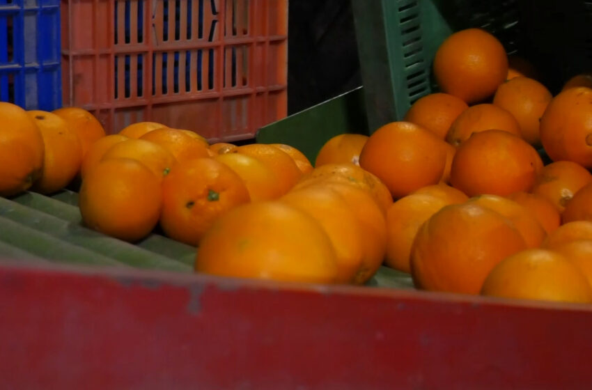  AVA-ASAJA adverteix de l’augment de plagues en les importacions agrícoles.