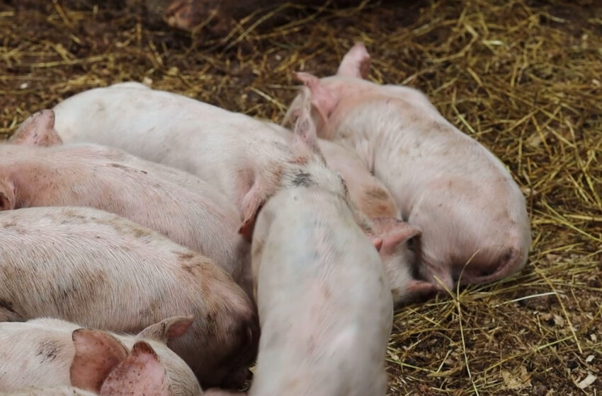  La Unió mostra la preocupació pels aranzels contra la carn de porc europea