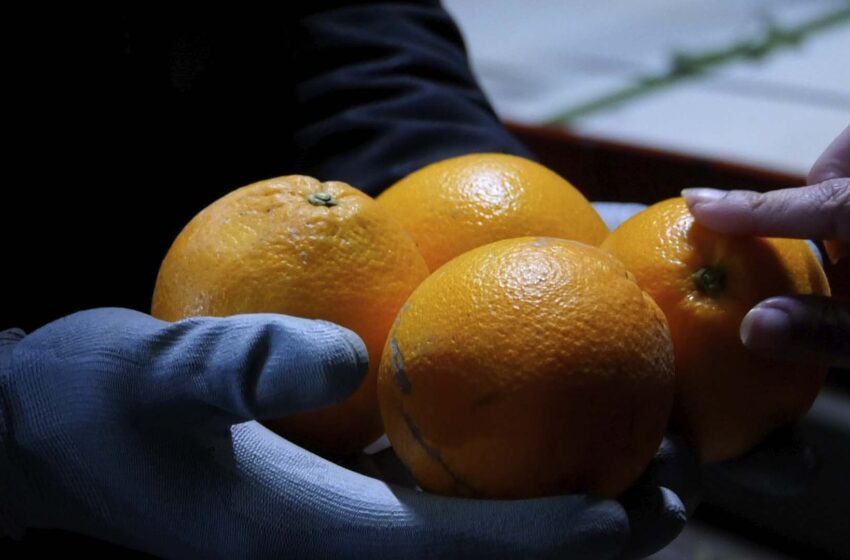  AVA-ASAJA demana un “Pla Marshall” davant la caiguda de la collita citrícola