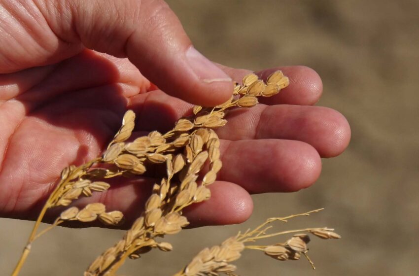  AVA-Asaja i els arrosers arrossers denuncien la sega més ruinosa que es recorda