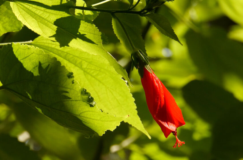  54 poblacions participen enguany en la VIII edició de la Gala Viles en Flor