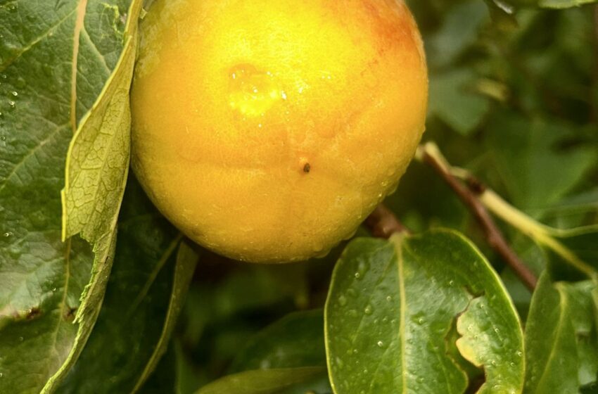  LA UNIÓ estima unes pèrdues de 11,5 milions d’euros en 2.600 hectàrees afectades per la pedra