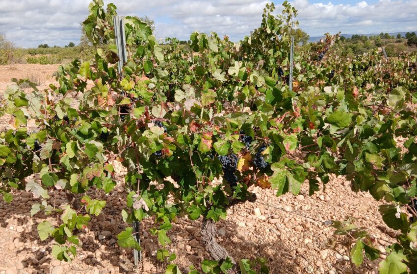  LA UNIÓ alerta de la crisi del sector del vi a la Comunitat Valenciana: preus ruïnós i falta de suport per a la verema en verd