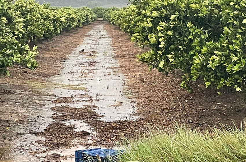  AVA-ASAJA alerta dels efectes del temporal sobre l’agricultura valenciana