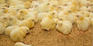  Agricultura concedeix 850.000 euros a l’Associació Avícola Valenciana per a lluitar contra la salmonel·losi