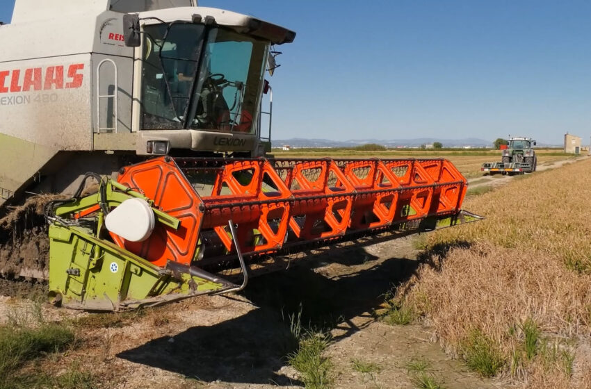  Sueca comença la sega de l’arròs