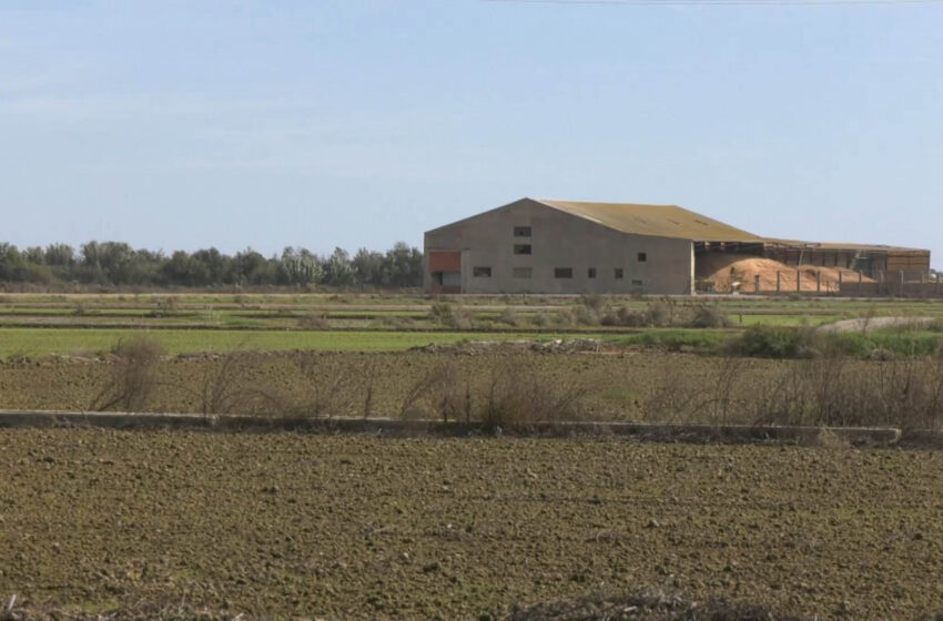  Continua la neteja després de la DANA i la sega d’arròs pateix afectacions