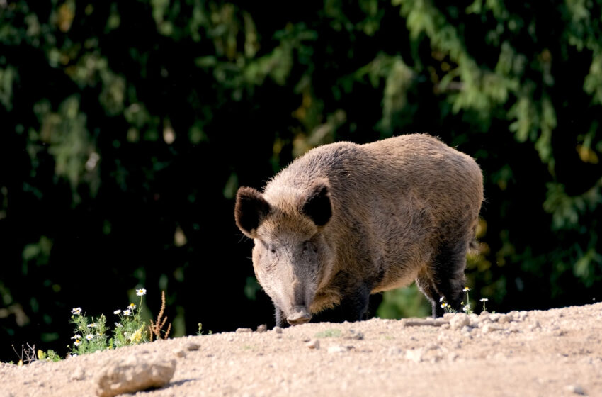  LA UNIÓ denuncia retards en la retirada d’animals morts i exigeix accions urgents