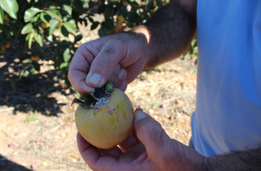  Més del 80% dels productors de caqui reclama més matèries actives per a lluitar contra les plagues