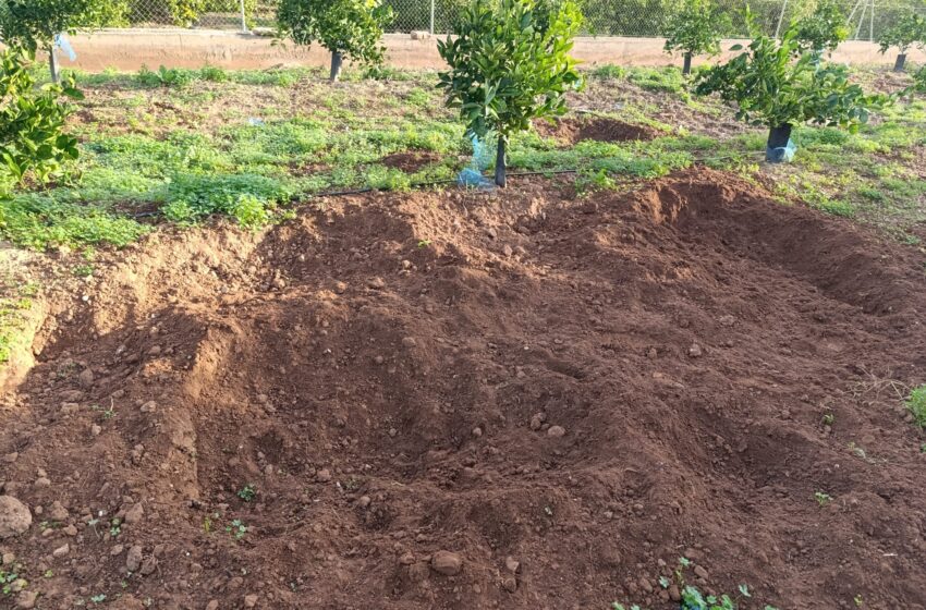  15 municipis queden fora de les ajudes per al control de senglars per falta de crèdit