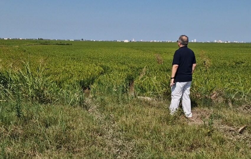  Agricultura anticipa 39 milions d’euros en ajudes de la PAC a 27.931 agricultors i ramaders