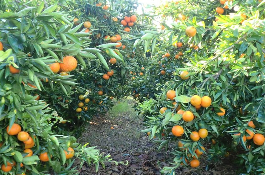  LA UNIÓ declina la distinció de la Generalitat amb motiu del 9 d’Octubre