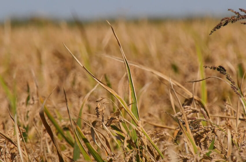  La Unió denuncia la passivitat de la Generalitat Valenciana respecte a l’etiquetatge de l’arròs