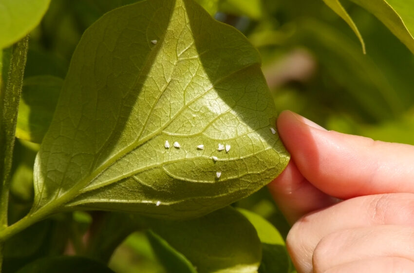  La Unió demana que es defenga els interessos de la citricultura de la Comunitat Valenciana