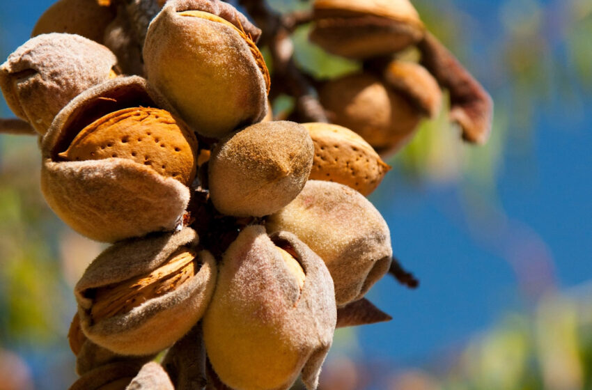  LA UNIÓ denuncia el contingent de fruita seca dels EUA