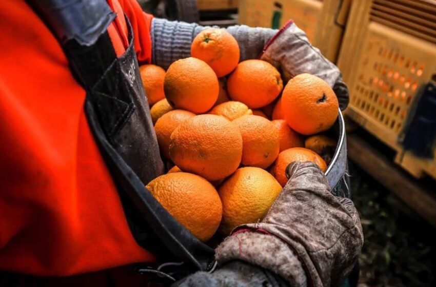  La Unió proposa un aranzel del 15% per a les mandarines i xicotets cítrics de Sud-àfrica