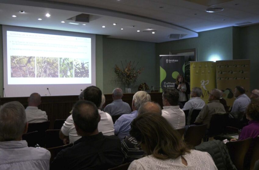  AVA, ASOPROA i Brokaw analitzen el present i el futur del cultiu de l’alvocat valencià
