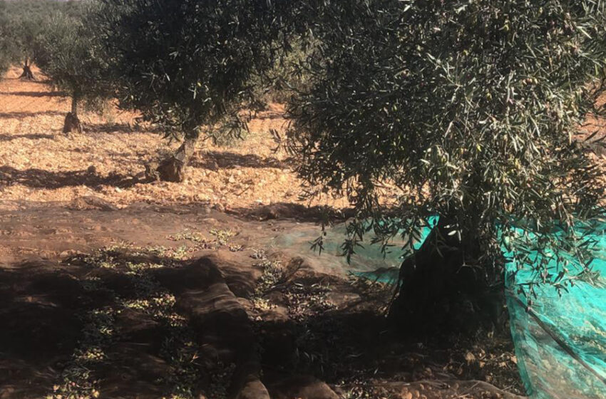  AVA-ASAJA preveu una disminució del 30% en la producció d’olives a València i Castelló
