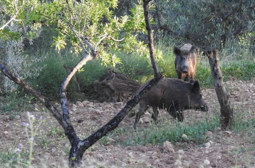  AVA-ASAJA aplaudix les ajudes per al control del senglar, però exigix mesures contundents també fora dels vedats