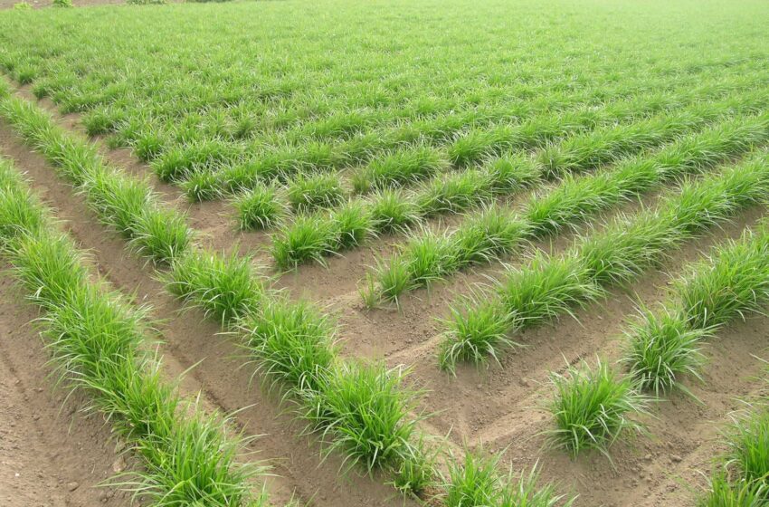  LA UNIÓ reclama un estudi urgent davant la preocupant baixada de rendiments en el cultiu de la xufa