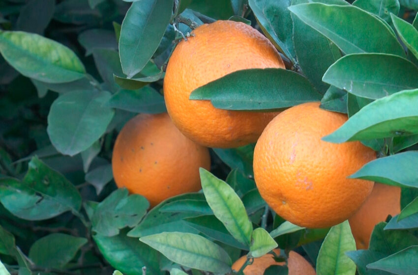  LA UNIÓ i AVA-ASAJA valoren detecció i mesures preventives del virus de la clorosis nervial groga en cítrics valencians