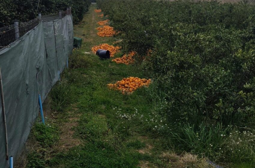  La Policia Local d’Algemesí detecta una xarxa d’explotació laboral de treballadors agrícoles en situació irregular