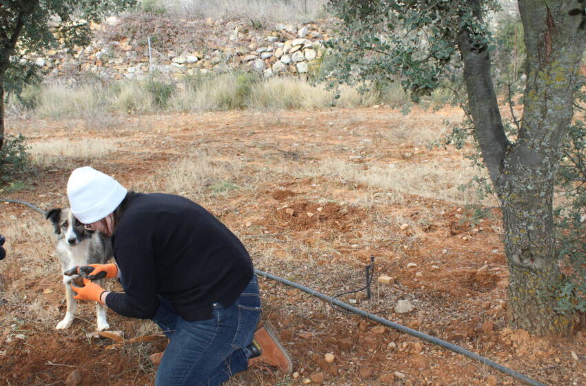 LA UNIÓ alerta sobre l’ús fraudulós de la tòfona negra en productes comercialitzats a Espanya