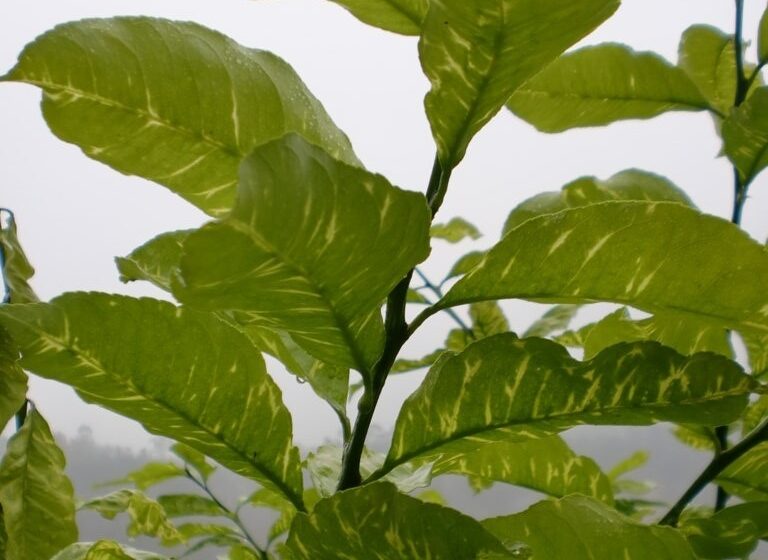 LA UNIÓ alerta de la detecció del virus de la clorosis groga en cítrics de la Comunitat Valenciana