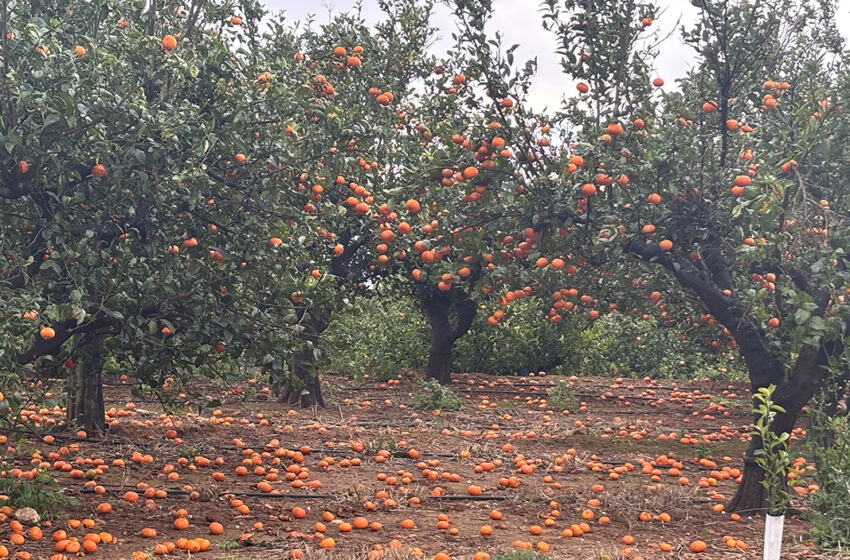  AVA-ASAJA demana suport davant els danys causats per vent i pluges en cultius i ramaderia