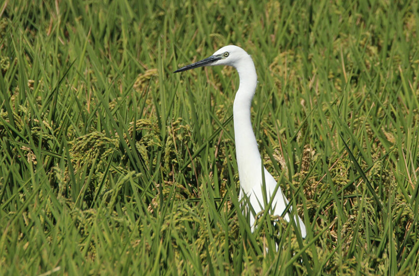 AVA-ASAJA denuncia a Lidl i Carrefour per una suposada venda a pèrdues de l’arròs